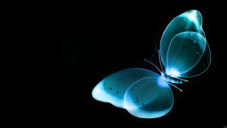 Blue butterfly flying wings spread 2 - its wing free wallpaper