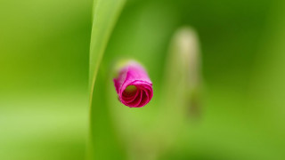 Pink flower green grass plant - focus free wallpaper for desktop