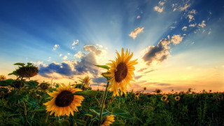 Sunflower field sunset clouds sky 3 - a field of sunflowers free wallpaper for desktop