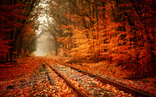 Train track forest leaves light 2 - lot of leaves free wallpaper