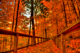 Autumn leaves woods fence bridge - fall free wallpaper