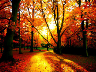 Park path orange leaves sunlight - orange leaf free wallpaper
