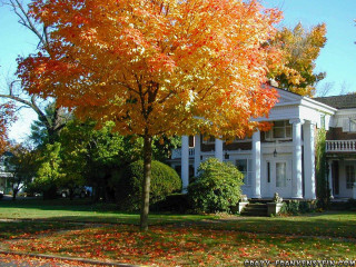Large white house tree cars - a tree in front free wallpaper
