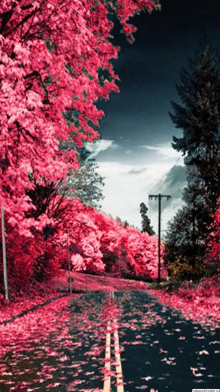 Red leaves street light pink - free autumn wallpaper for mobile