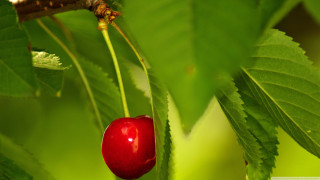 Red berry green leafy tree - a green leafy tree branch free wallpaper