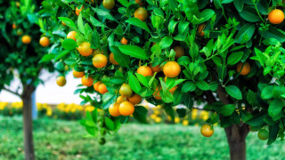 Orange tree green field christmas - boetius adamsz bolswert free wallpaper for desktop
