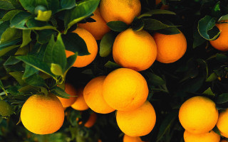Oranges hanging tree leaves food - a green leafy branch free wallpaper