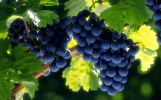 Grapes hanging vine vineyard green 2 - a bright sun free wallpaper