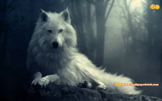 White wolf rock forest foggy - a white wolf free wallpaper