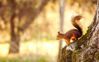 Squirrel standing tree trunk woods - the tree trunk free wallpaper for desktop