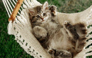 Kitten hammock grass looking camera - a hammock free wallpaper