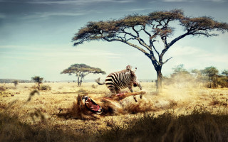 Zebra attacking lion wild trees - a zebra free wallpaper