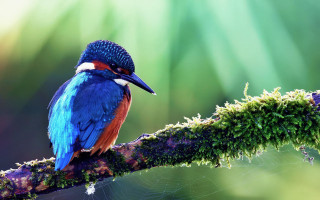 Colorful bird perched branch moss 3 - side and a blurry background free wallpaper for desktop