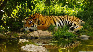 Tiger laying lush green field - a lush green field next free wallpaper for desktop