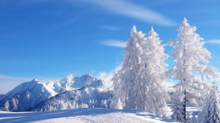 Snowy mountain trees blue sky 12 - a few tree free wallpaper