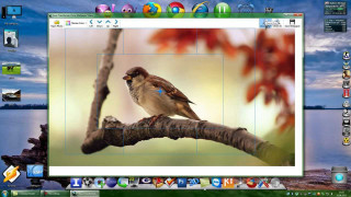 Bird branch tree computer screen - adobe photoshop free wallpaper