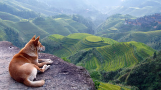 Dog rock valley rice terraces - sense of awe free wallpaper
