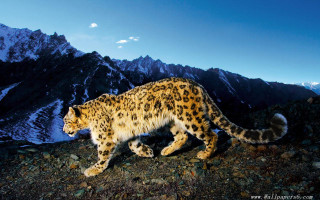 Snow leopard rocky mountain night - a snow leopard free wallpaper