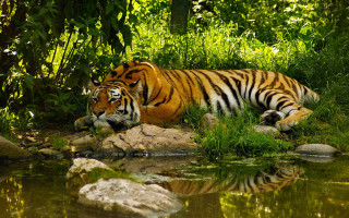Tiger laying lush green field 2 - a lush green field next free wallpaper for desktop