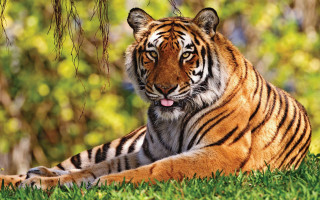 Tiger laying grass tongue out - a tiger free wallpaper for desktop
