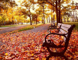 Park benches fall colors leaves - a field free wallpaper