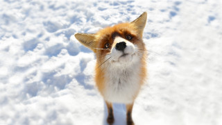 Fox snow surprised look camera 2 - a fox free wallpaper