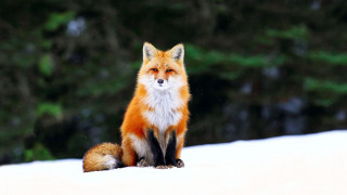 Red fox snowy forest bokeh - a forest in the background free wallpaper