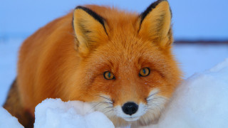 Fox closeup snow sad look - wildlife photography free wallpaper for desktop