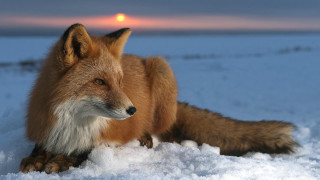Fox snow sunset orange ball - a fox free wallpaper