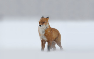 Red fox snow misty background - mist free wallpaper for desktop