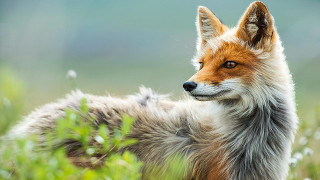 Fox standing field grass flowers - a fox free wallpaper for desktop