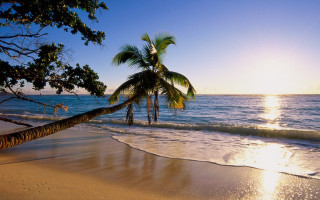 Palm tree beach sun person 3 - the background and a person free wallpaper for desktop