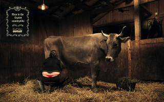 Man kneeling cow barn hay - camille bouvagne free wallpaper for desktop