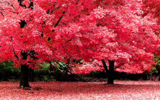 Red tree leaves bench park 6 - the ground and a bench in the middle of the park free wallpaper