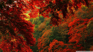Autumn red trees forest leaves - a bench in the foreground free wallpaper