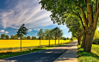 Road fence trees field blue 2 - a fence and trees free wallpaper