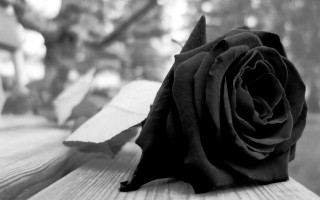 Black rose wooden bench park - the background and a blurry background free wallpaper