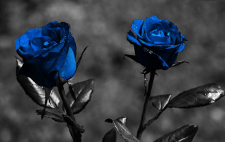 Blue roses water droplets gothic - felipe seade free wallpaper