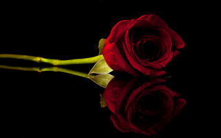 Red rose black background reflection - rose free wallpaper for desktop