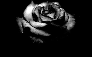 Black white rose dark water - caravaggio free wallpaper