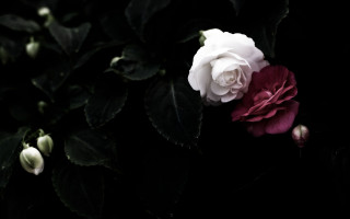 White red rose dark leaves 2 - claire dalby free wallpaper for desktop
