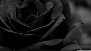 Black white rose gothic macro - derold page free wallpaper