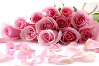 Pink roses scattered petals white - ammi phillips free wallpaper