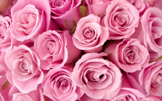 Pink roses bouquet wilting romantic 2 - the stem free wallpaper