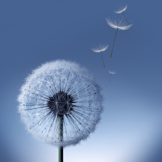 Dandelion blowing wind blue sky 16 - a dandelion free wallpaper for tablet