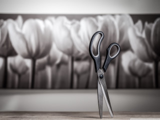 Scissors table wall tulips photorealistic - tulip free wallpaper