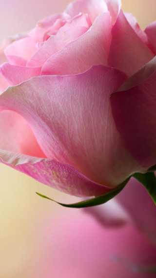 Pink rose vase water droplets - ammi phillips free wallpaper for mobile