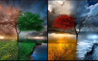 Trees color sizes leaves flowers - free seasons wallpaper