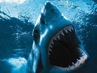Shark mouth open teeth visible - tooth free wallpaper