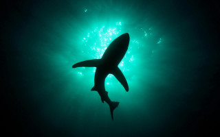 Shark swimming ocean nighttime green - green light free wallpaper